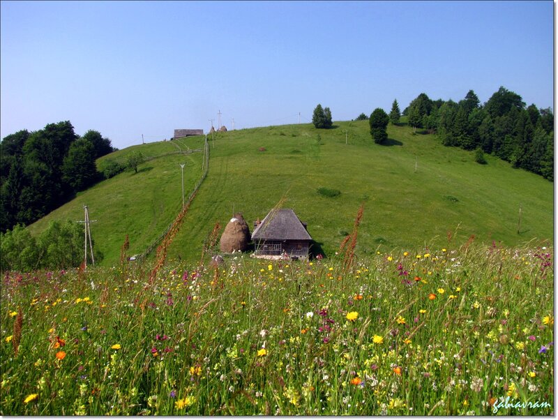 Wooden Cabin on Hillside — Green, Serene