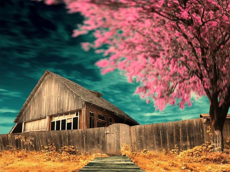 Wooden Cabin with Pink Tree — Dreamy
