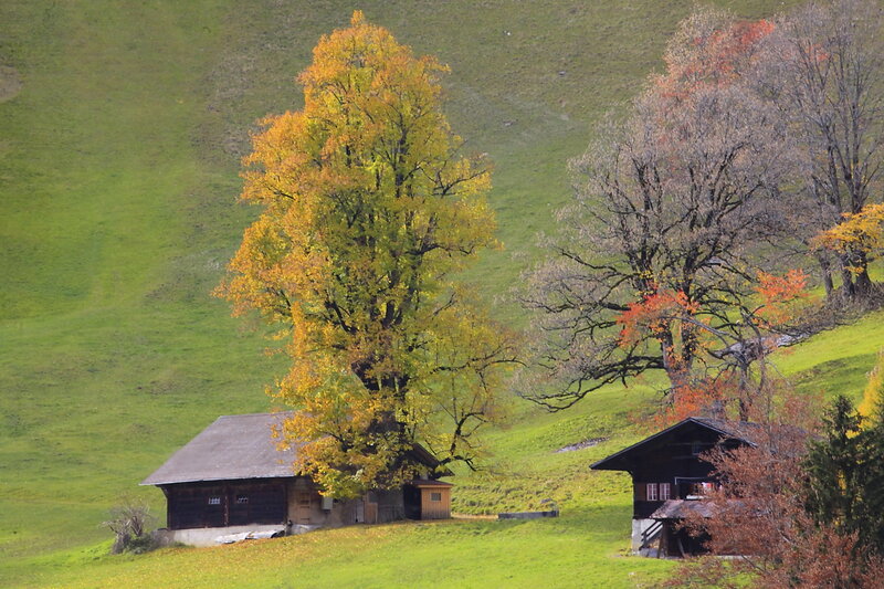 Wooden Cabins in Autumn