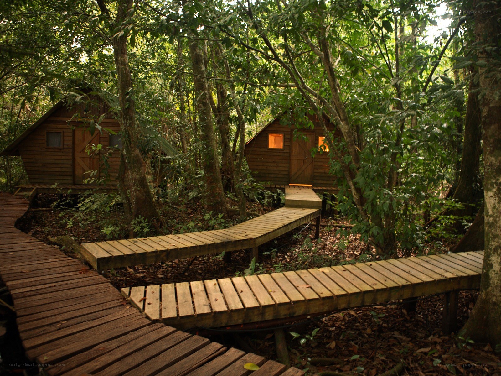 Wooden cabins in forest