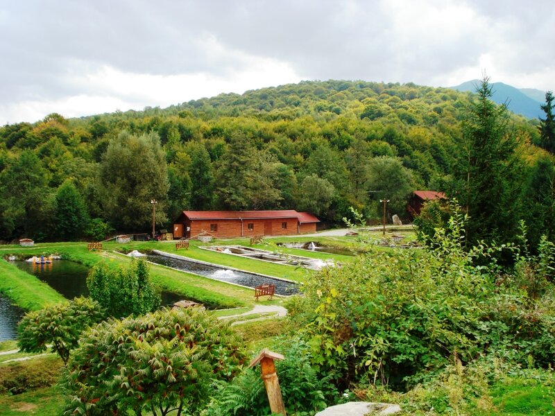 Wooden Cabins in Forest — Green, Serene, Afternoon, Photograph