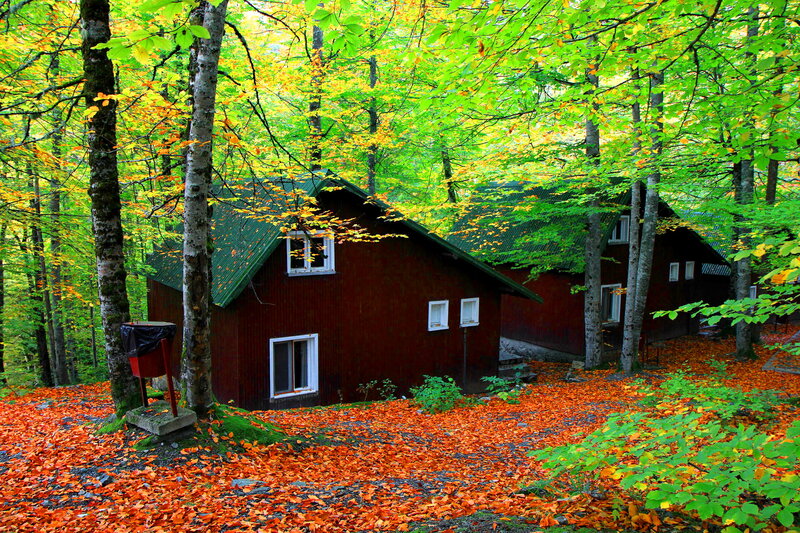Wooden Cabins in Forest — Green, Serene, Autumn, Photograph