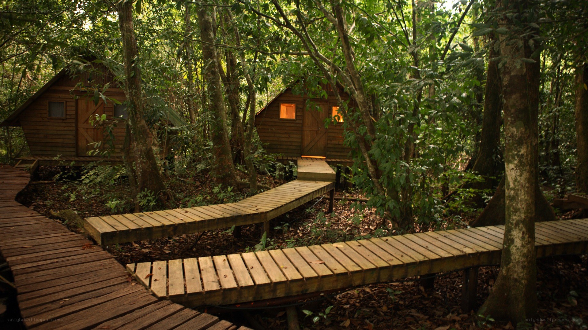 Wooden cabins in forest