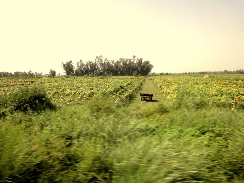 Wooden Cart in Field