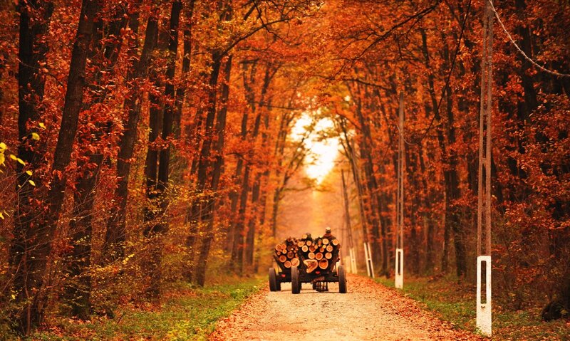 Wooden Cart in Forest — Orange