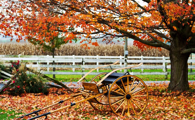 Wooden Cart under Tree