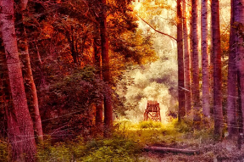 Wooden Chair in Forest