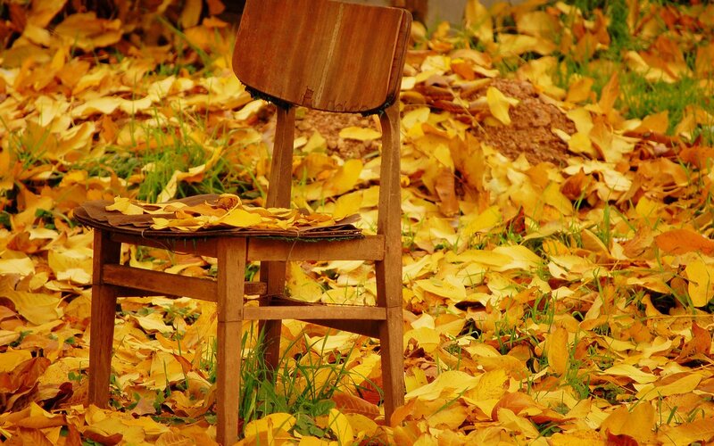 Wooden Chair in Leaves