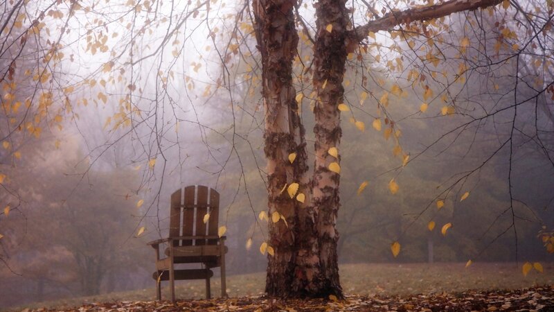Wooden Chair under Tree