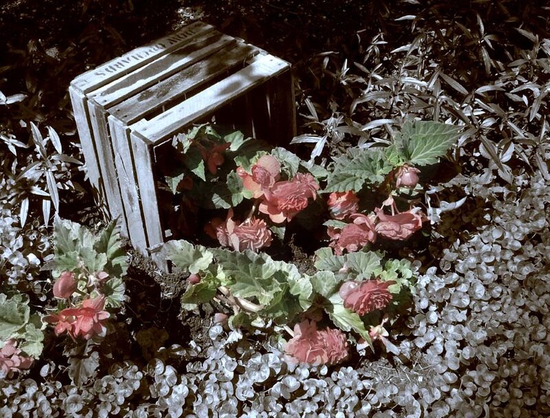 Wooden Crate with Flowers