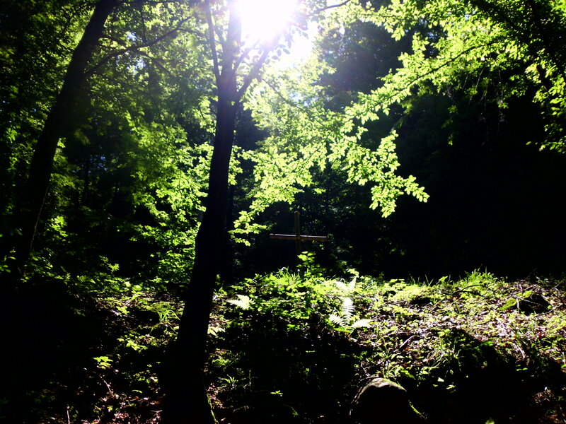 Wooden Cross in Forest — Green, Serene