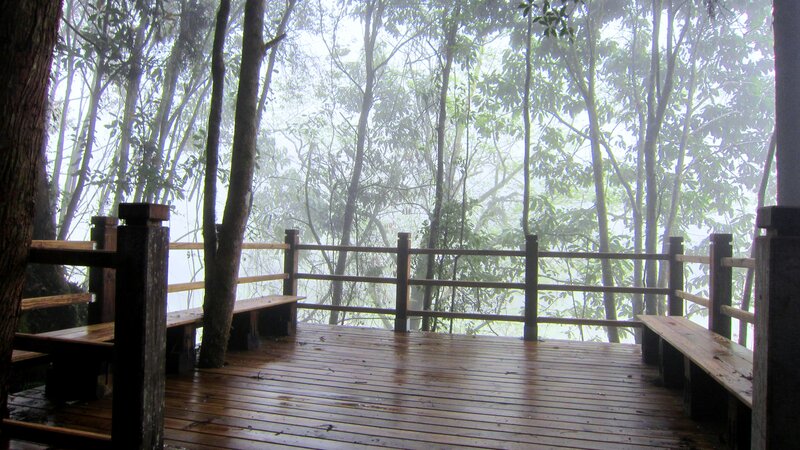 Wooden Deck in Forest