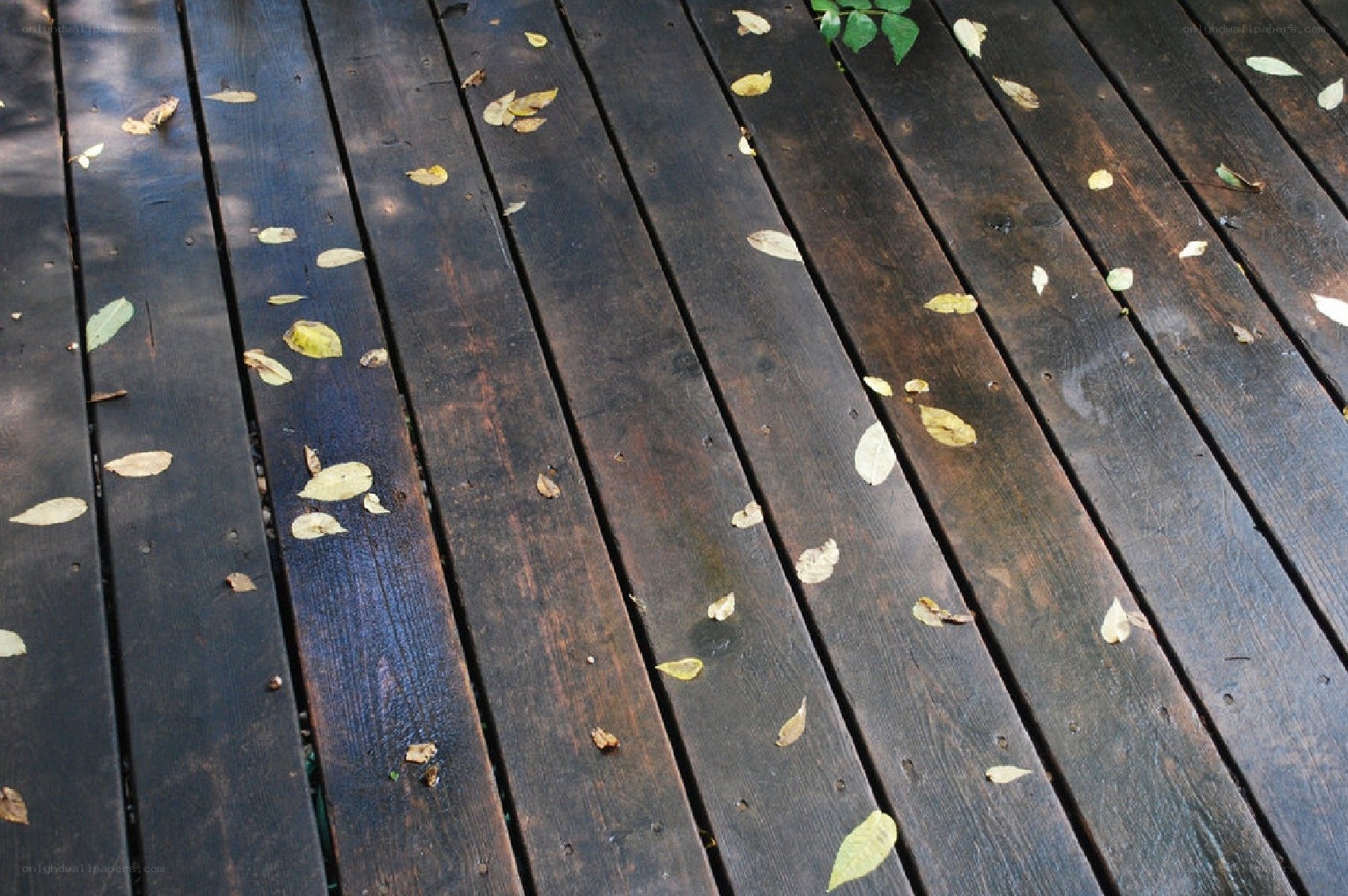 wooden deck with fallen leaves
