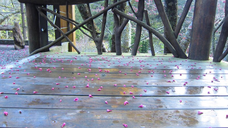 Wooden Deck with Petals