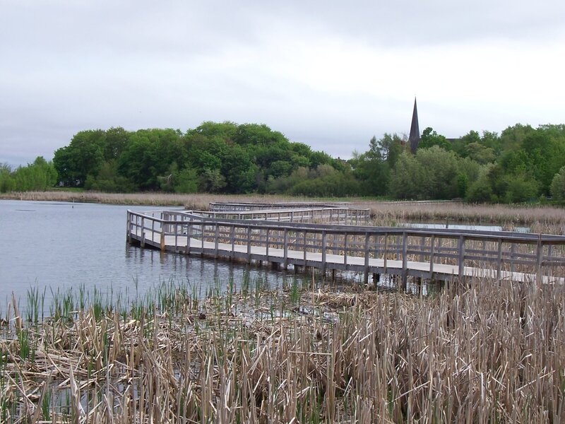 Wooden dock at a wetland