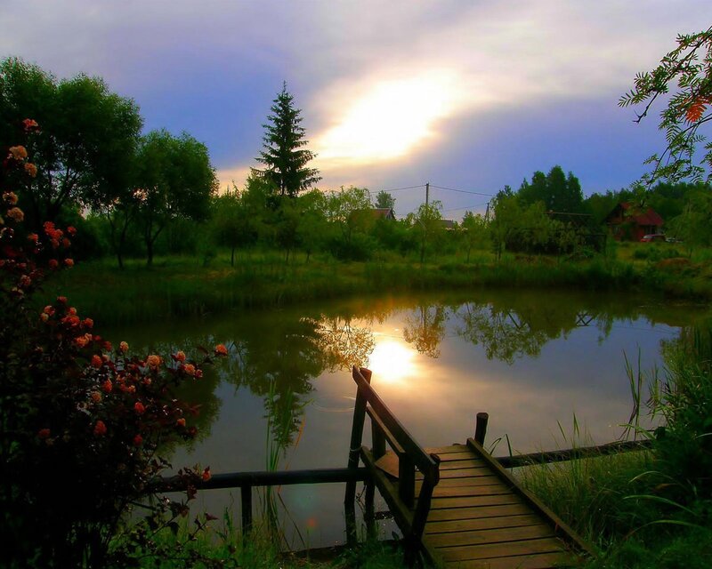 Wooden Dock at Pond — Green