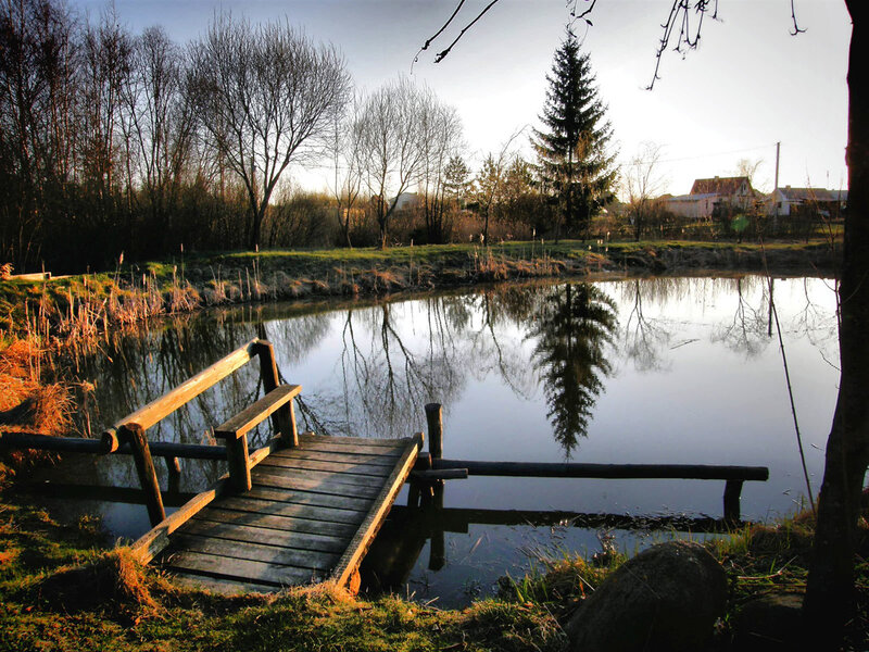 Wooden dock by a calm pond