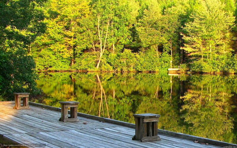 Wooden dock by a forest lake