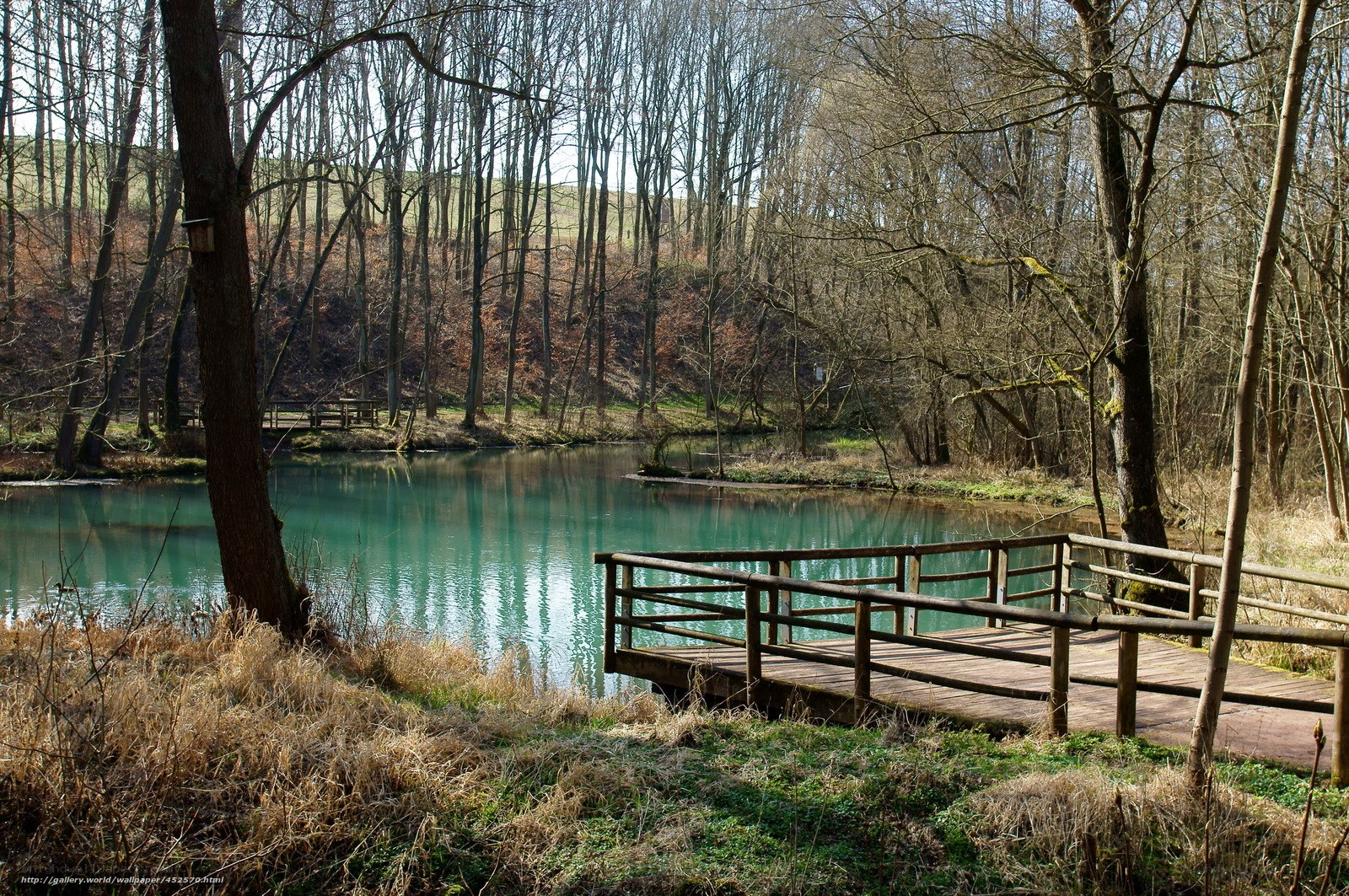 Wooden dock by a forest pond