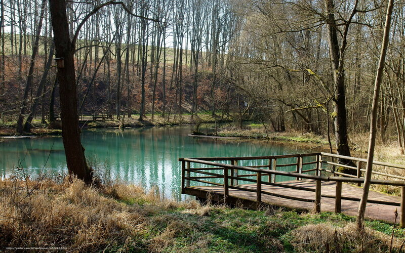 Wooden dock by a serene pond