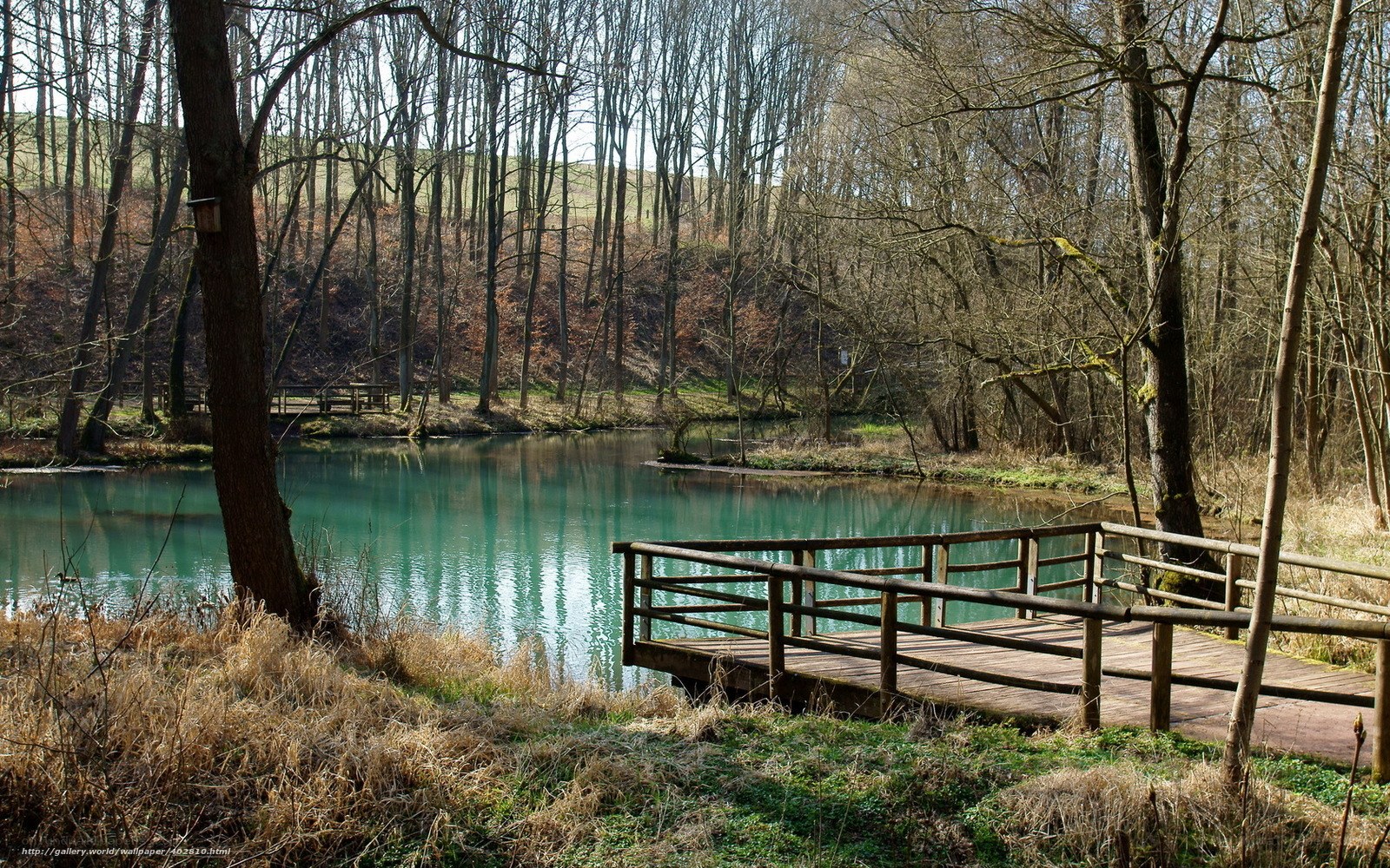Wooden dock by a serene pond