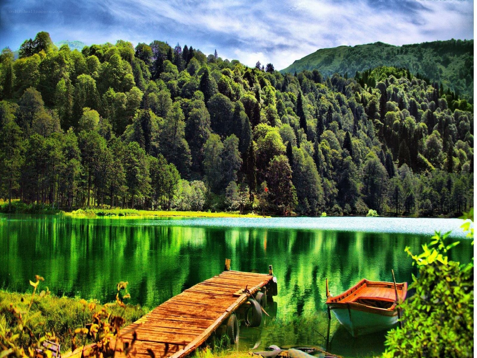 Wooden dock by forest lake