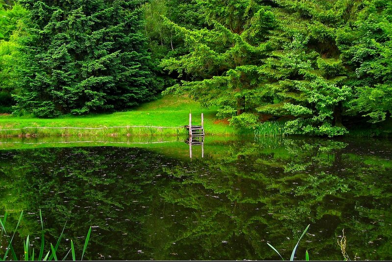 Wooden dock by forest pond