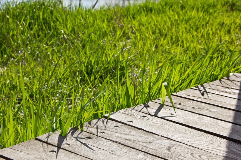 Wooden dock by green reeds