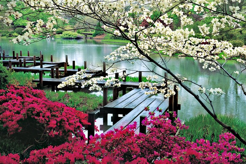 Wooden Dock by Lake — Pink