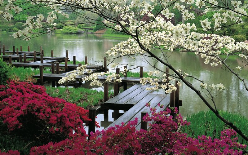 Wooden Dock by Lake — White, Serene, Spring, Photograph, Flowers