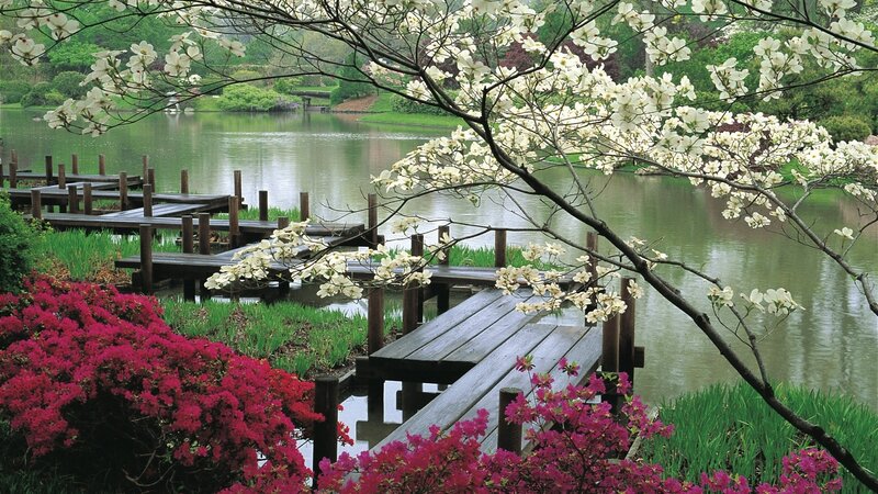 Wooden Dock by Lake — White, Serene, Spring