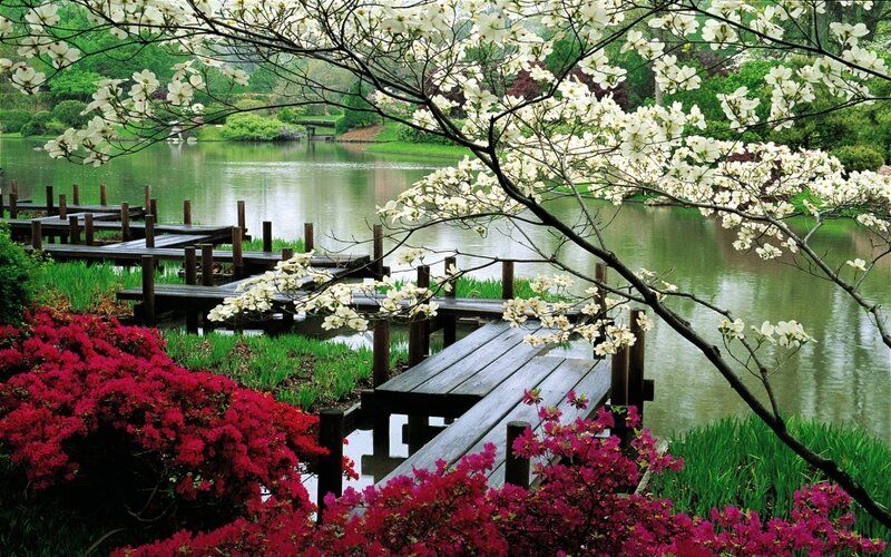 Wooden Dock by Lake — White