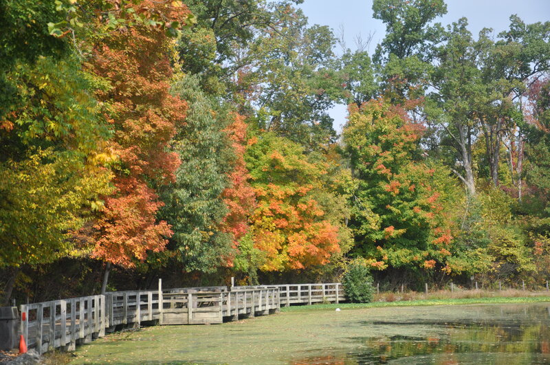 Wooden Dock by Pond — Green