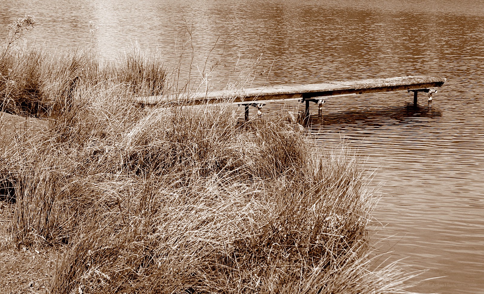 wooden dock by reeds