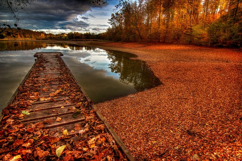 Wooden Dock Covered in Leaves