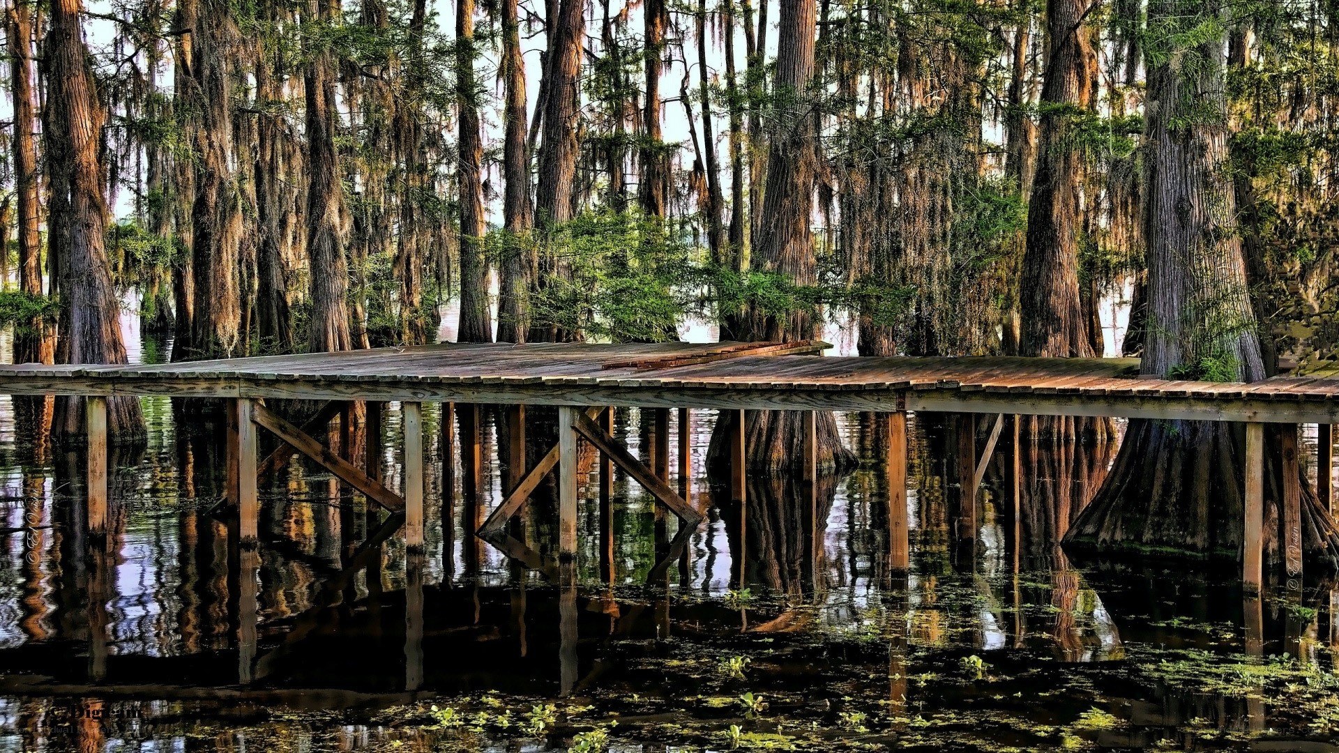 Wooden dock in cypress swamp