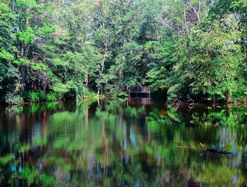 Wooden Dock in Forest