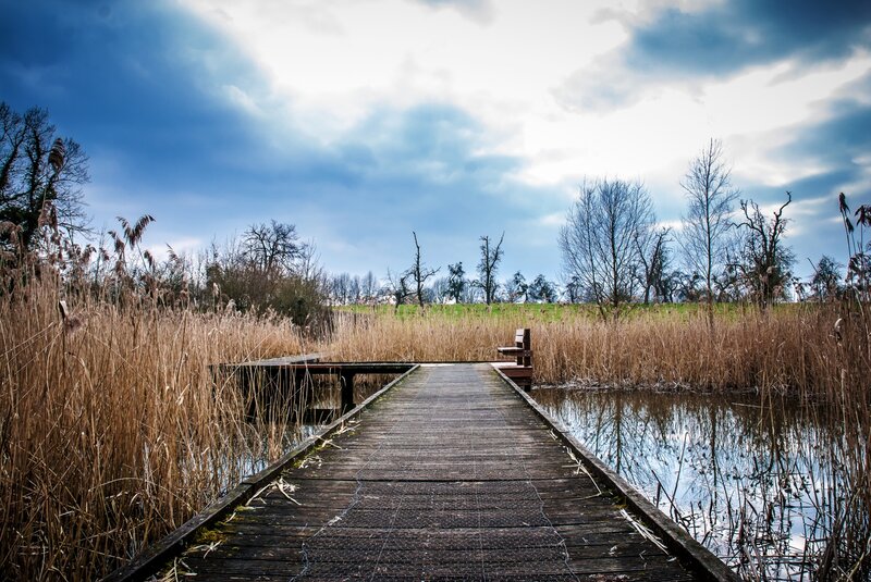 Wooden dock in reed marsh