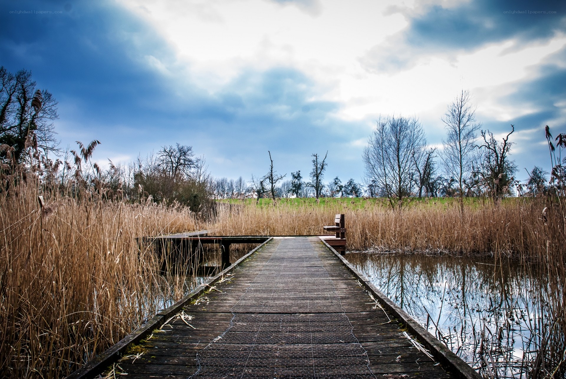 Wooden dock in reed marsh