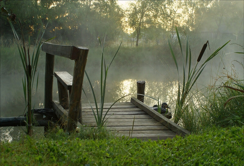 Wooden Dock on Pond — Green