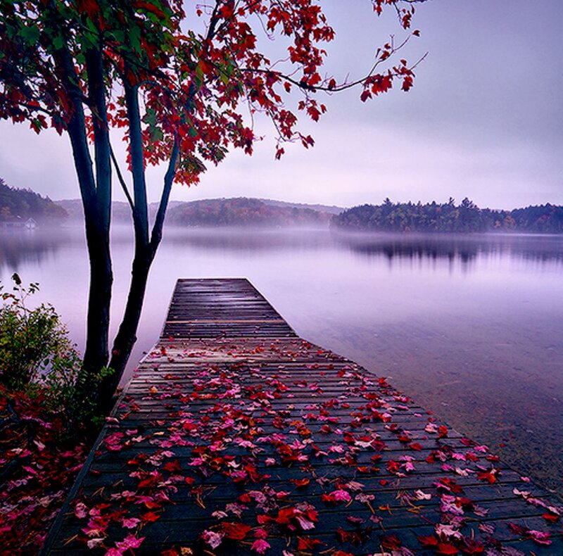Wooden Dock with Leaves — Red
