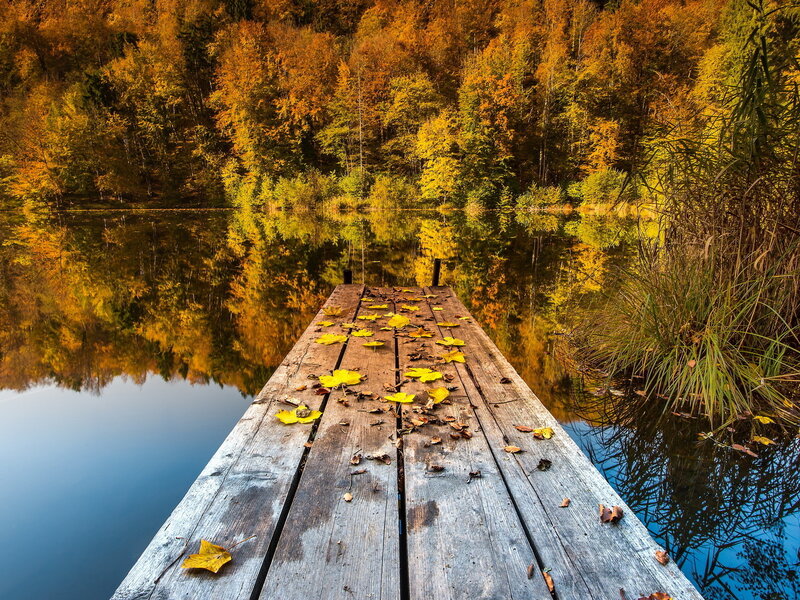 Wooden Dock with Leaves