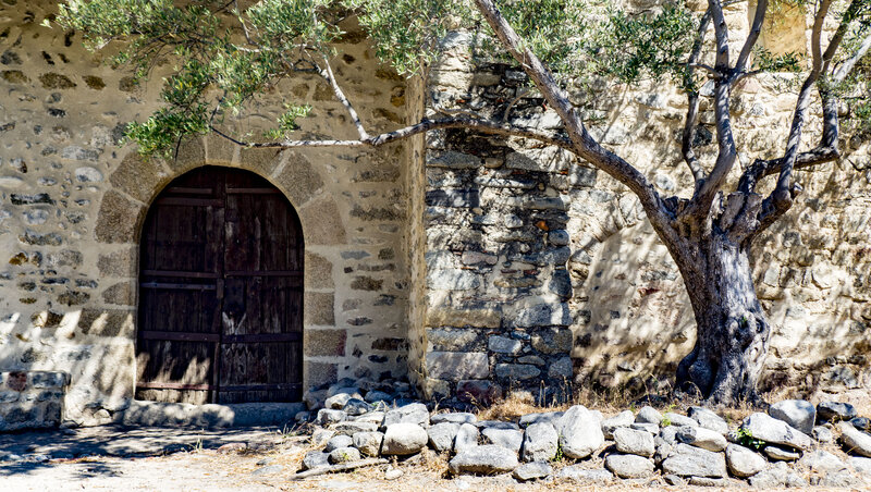 Wooden Door and Olive Tree