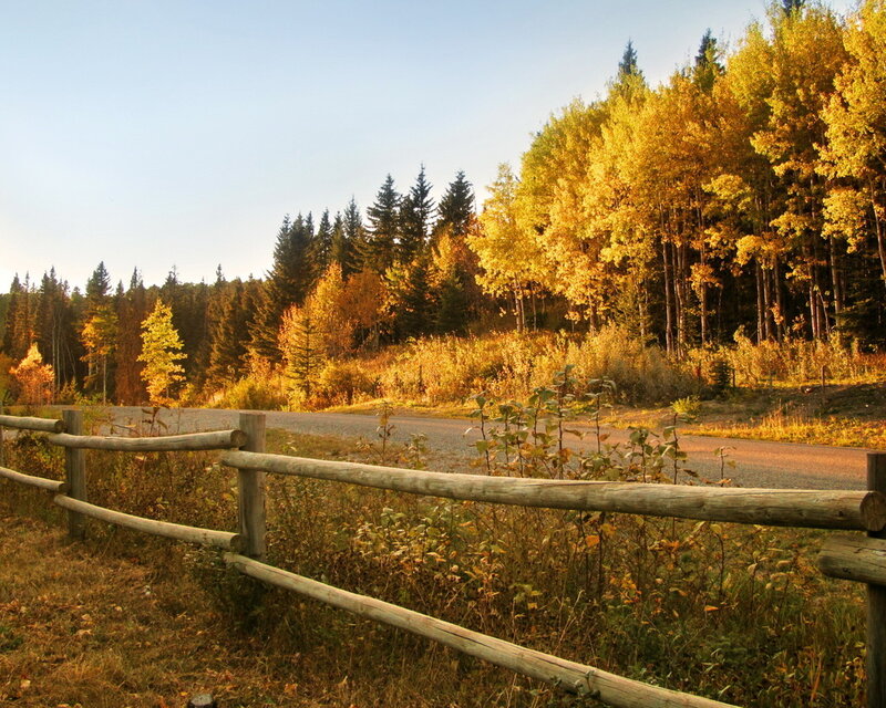 Wooden Fence and Autumn Trees — Yellow, Serene