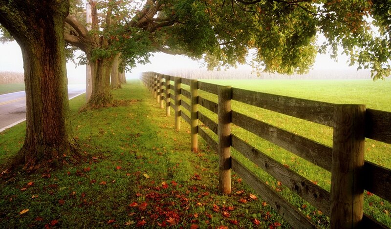 Wooden Fence and Trees