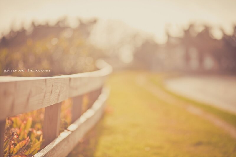 Wooden fence by a path