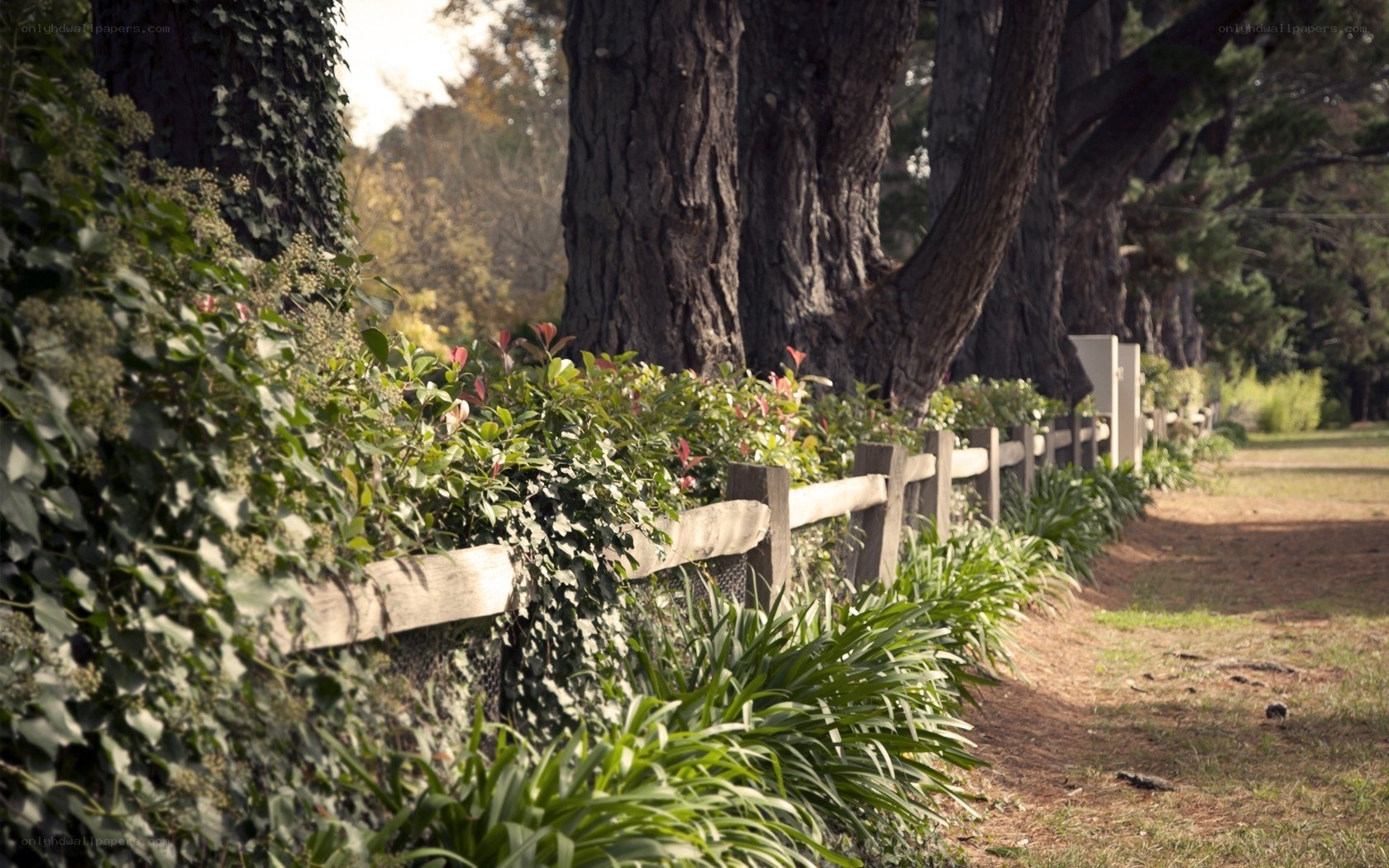 Wooden fence by a tree-lined path