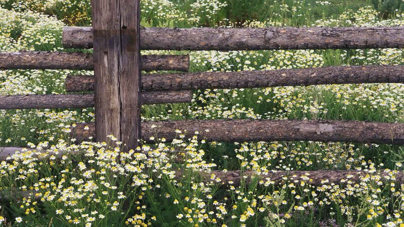 Wooden fence in a daisy field