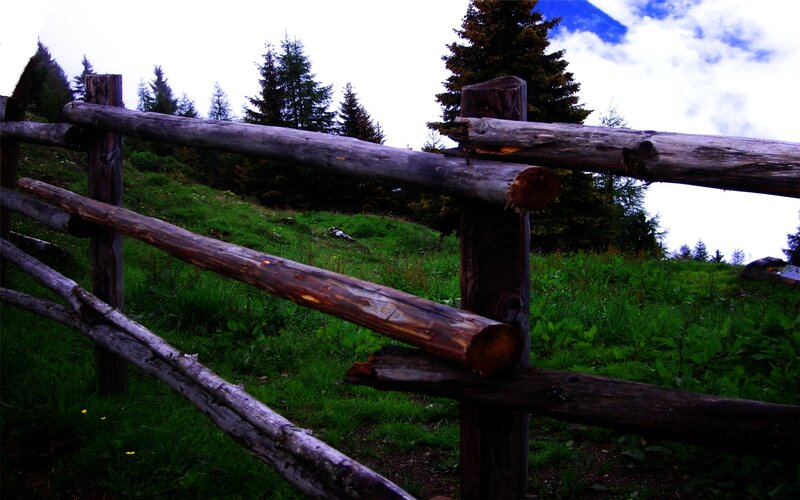 Wooden fence in a forest