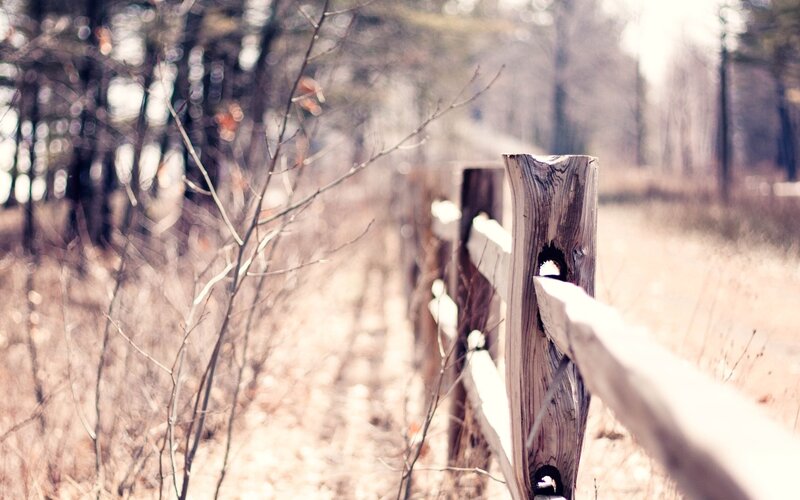 Wooden fence in a forest